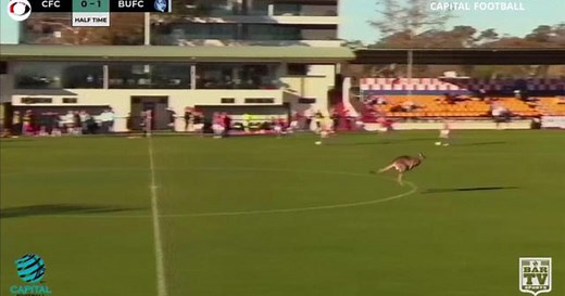Kangaroo interrupts soccer game, relaxes on field