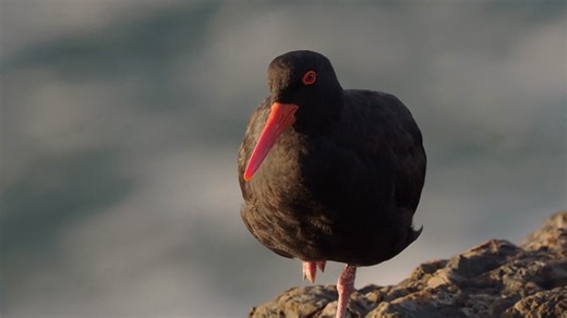 Using OM-1 150-400mm f4.5 TC1.25X digital teleconverter in video recording mode. | thelensfalcon