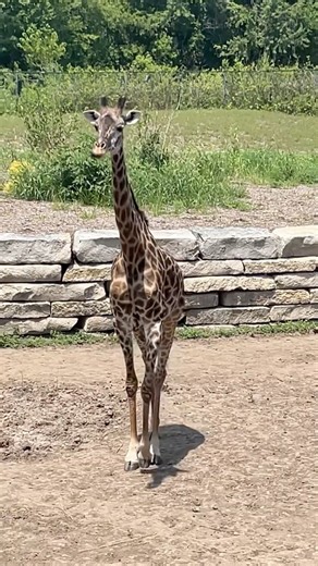 Giraffes 🦒 New Barn #zoo