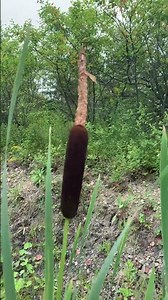 Cat tail #Relaxation #NatureSounds#DeepSleep #FocusSounds #自然, 森林浴