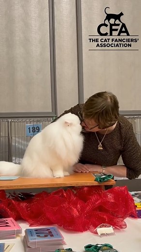 Come To The Columbus Fun-tastic Cat Show! #columbus #columbusohio #ohiostate #lifeincbus #daytonohio #onlyincbus | CFA Cat Shows