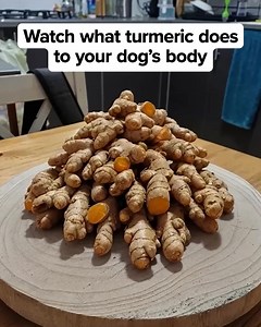 991 reactions · 172 shares | You’ve heard of dogs being “alphas” or...