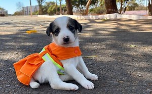 Cata Pata: projeto do SLU promove resgate e adoção de cães no DF