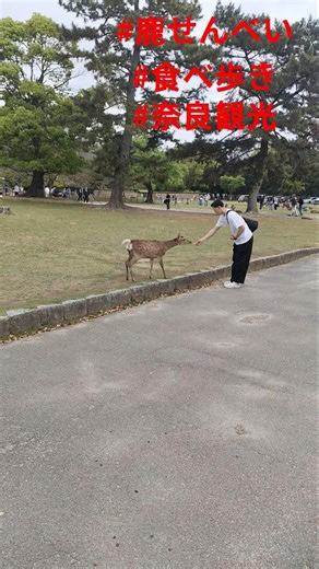 #奈良公園#日本グルメ#鹿せんべい#食べ歩き#奈良観光🦌🦌🍪🍪👍
