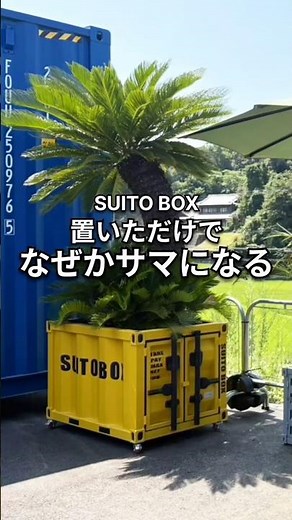 【納品事例】SUITO BOXにソテツを植栽して三重県津市へ納品｜置いただけでなぜかサマになる