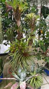 My epiphyte tree that I created and that is living in my greenhouses. I mounted bromeliads, air plants and an orchid on it. | Ohio Tropics Houseplant and Garden Care