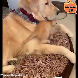 22K views · 2.9K reactions | cat loves dog | Funny Animals' Life | Facebook