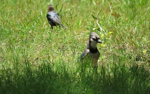 蹦蹦跳跳的冠蓝鸦（Blue-Jay)小朋友