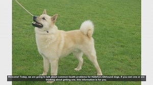 Common Health Problems in Hällefors Elkhound Dogs