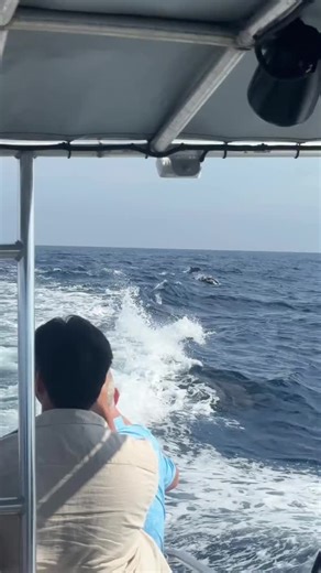 I believe I can ✨fly✨ Have you ever seen dolphins jump this high? 🎥 Capt. Erica Page (Planet Whale and Newport Coastal Adventure) #MarineLife #Dolphins #Catalina | PADI