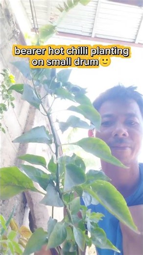 bearer red hot chilli planting on small drum happy farming