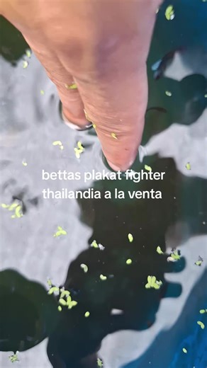 angel.bettas.plakat on TikTok