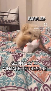 A lovely Saturday at the retirement home! | Vintage Pet Rescue