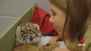 34K views · 355 reactions | Australia Zoo has welcomed new Sumatran tiger cub, Nelson. The public will get a chance to see the little cub enjoying playtime with the zoo’s keepers in coming weeks. www.7NEWS.com.au #7NEWS | 7NEWS Sunshine Coast | Facebook