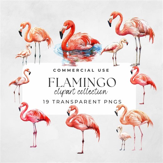 Flamingo Clipart, Tropical Birds, Pink Flamingo Png, Flamingo Designs, Bird Clipart, Flamingo Stickers, Flamingo Watercolor - Etsy