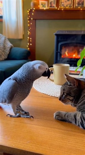 3.9K views · 63 reactions | When your parrot speaks cat. | I Love Parrots | Facebook