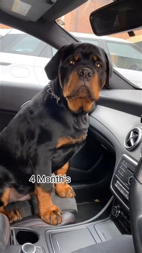 20 Days Vs 1 Year Rottweiler Transformation #dog #pets #puppy #rottweiler #shorts #feed #shots