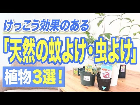 3 highly effective "natural mosquito and insect repellent" plants!