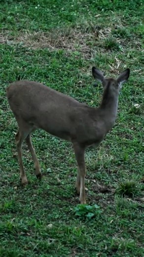The Perfect Shot: Deer Hunting Day#deerhunting#hunting#whitetail#whitetaildeer#buck#bigbuck#huntlife