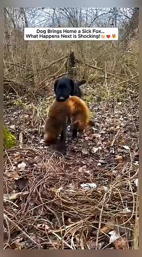This Dog Rescued a Sick Fox_ Then... #fox #foxy #animals #rescue #animalshorts | Elite Paws Rescue