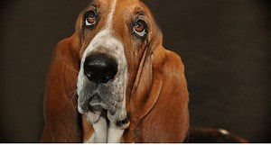 Why A Puppy Cries When Held And How To Stop It From Crying - OodleLife®