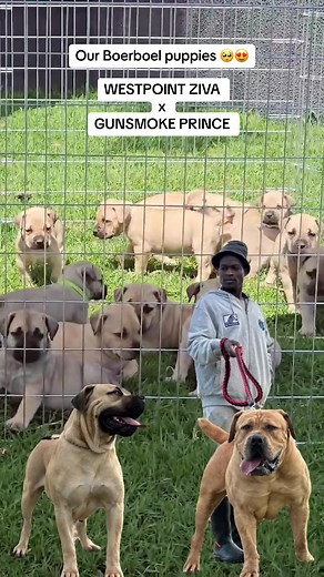 Adorable Boerboel Puppies for Sale in South Africa