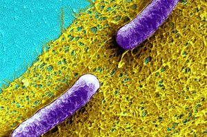 Recruiting bacteria for innovation — Harvard Gazette