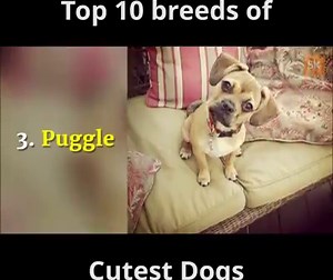 54K views · 1.5K reactions | Top 10 breeds of cutest dogs Like Dog Lovers Club | Dog Lovers Club | Facebook