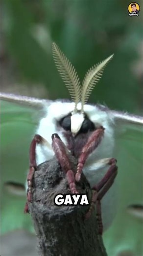 Ngengat atau Boneka?! Hewan Super Lucu Ini Ternyata Nyata!