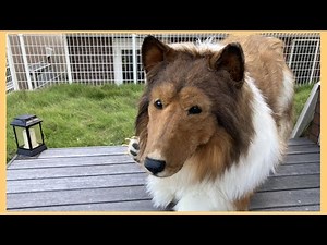 Man Dresses Up as a Dog in a $15K Collie Suit