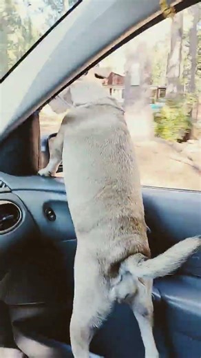 she loves riding out that window