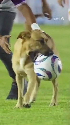 Sky Sports on Instagram: "This dog caused absolute chaos in the Mexican Second Division, invading the pitch and stealing the ball! 🐶😅"