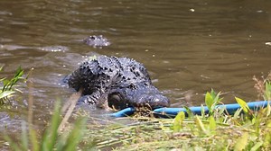🐊 THE MOST EPIC TUG-OF-WAR BATTLE EVER! 🐊 Our Alligators were being extra cheeky and decided to test our keepers in a game of Tug-of-war with one of the fire hoses we have ready to go in case of fire! ... We think we need a new hose. | Australian Reptile Park