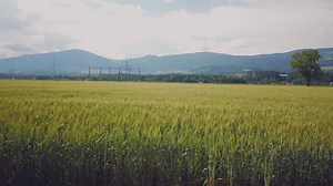 Field, Cornfield, Agriculture. Free Stock Video