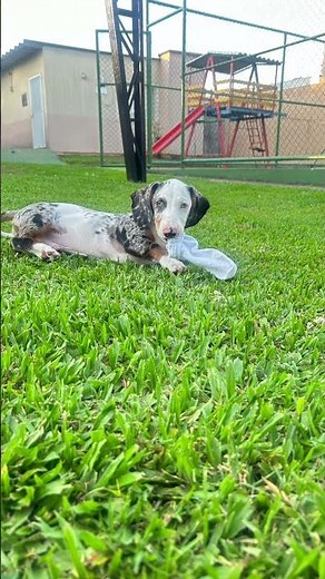 Salsichinha mofado #dachshund
