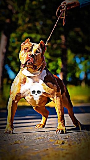 # All version dog's transformations ☠️ #trollface #trolledit