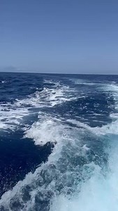 Billfish Report on Reels