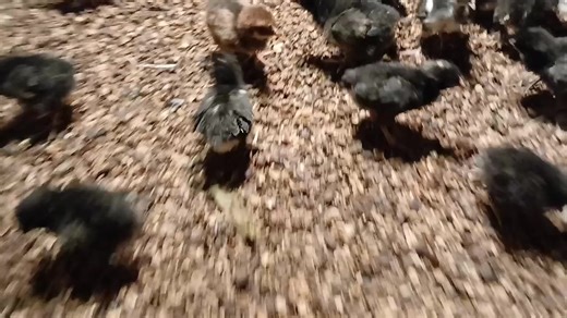 Local Chicken Republic (@localchickenrepublic)’s videos with original sound - Proud Farmer