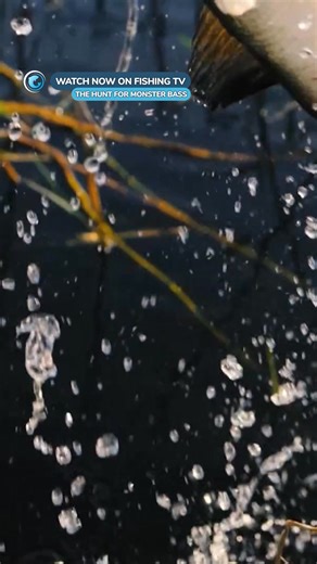 3.5K views · 31 reactions | How to spot a giant bass - ‘The Hunt for...