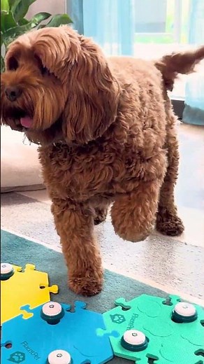 Find zillions of pup-approved apartments on Zillow 🐶