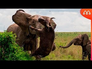 QUANDO O ELEFANTE MOSTRA SUA FORÇA