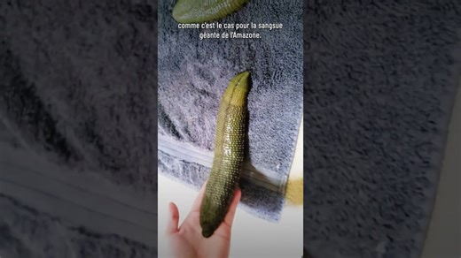 Comment survivre aux sangsues