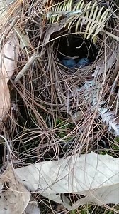 38K views · 537 reactions | Review Birds News. EP.6044 | Review Birds News | Facebook