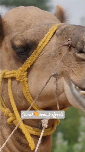 Camel Sound Effects 🐫🔊 | Real Grunts, Moans & Desert Calls in HD Audio#ytshorts