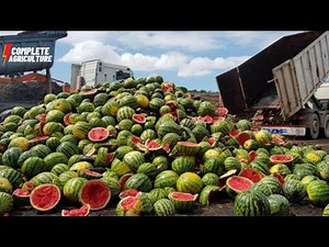 How to Harvest Watermelon? 🍉🍉Watermelon Agriculture and Watermelon Harvesting #watermelonharvest