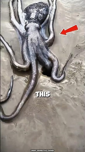 “The World’s Smallest Octopus Will Shock You!”