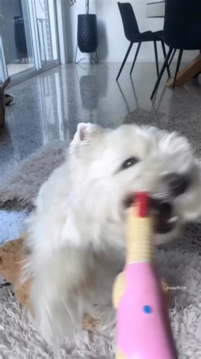 Gimme my chicken, please!…. #emmaandeve #westie #westhighlandterrier #westy #westies #westiemoments #westiegram #westi #dog #bestwoof #excellent_dogs #westhighlandwhiteterrier #ohmydogmag #westielove #love #whitedog #dogsofmelbourne #dailyfluff #dogmodel #weeklyfluff #dogsofinstagram #dog_features #melbournewestie | Emma & Eve - The Westie Sisters