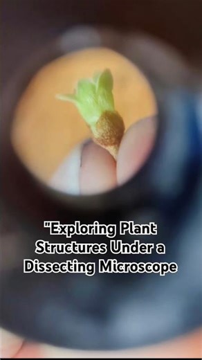 "Exploring Plant Structures Under a Dissecting Microscope | Up-Close Botanical Wonders"#Microscopy