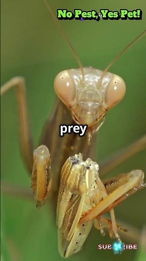 The ultimate guide to raising praying mantises from A to Z