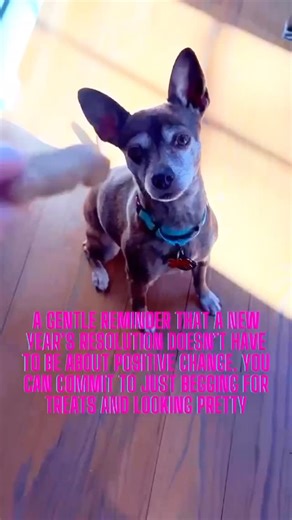 Gals Best Pal on Instagram: "Just a gentle reminder that a New Year’s resolution does not have to be about positive change 😅 Our GAL Grandma Rose🌹 She may seem like a grandma with her calm, nurturing energy and more mature name, but — SURPRISE !!!!! Grandma Rose is actually only @ 6 yo !!! 🎉 She’s got that wise, old-soul temperament, but still has plenty of life, love and an even a tad of sass in her step! 🐾 Grandma Rose is sweet & submissive and has the kind of intuitive, gentle energy that